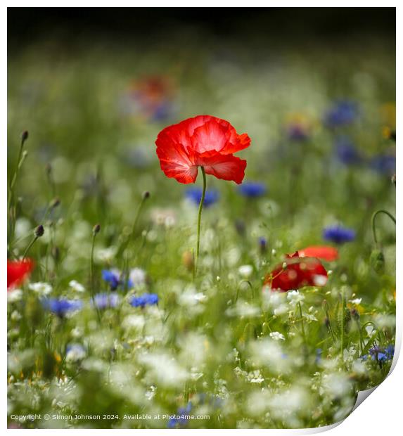 Wildflower Meadow Poppies Cornflowers Print by Simon Johnson
