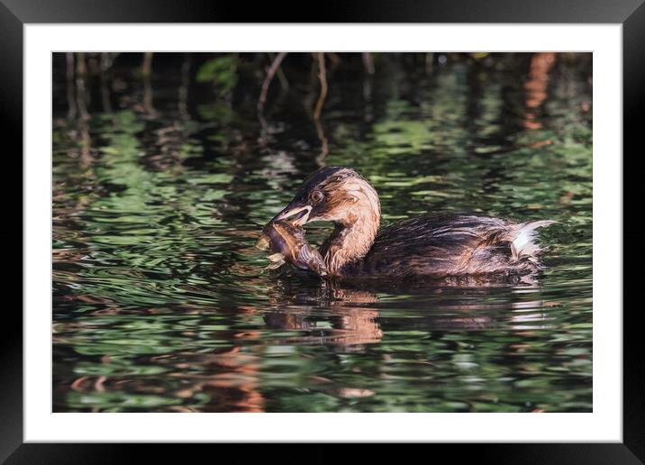 Dabchick with a Bullhead fish it has just caught Framed Mounted Print by Ian Duffield