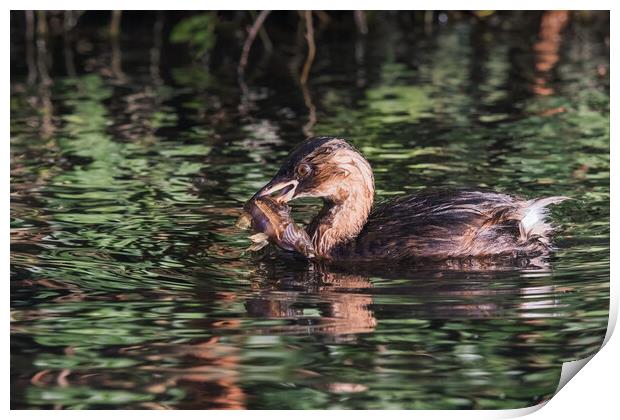 Dabchick with a Bullhead fish it has just caught Print by Ian Duffield