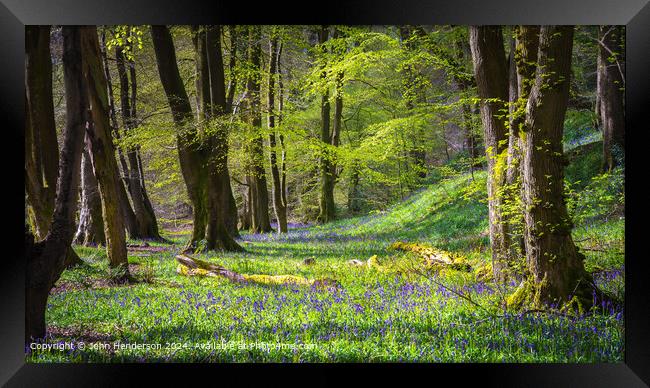 Lancashire Bluebell woodland Framed Print by John Henderson
