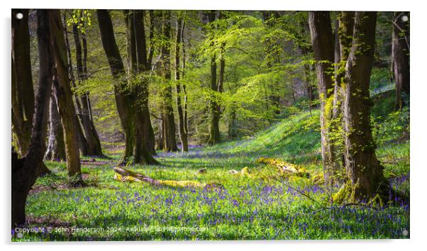 Lancashire Bluebell woodland Acrylic by John Henderson
