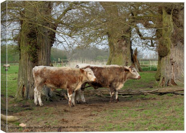 Rare breeds cattle at Kentwell, Long Melford, Suffolk. Canvas Print by Peter Bolton