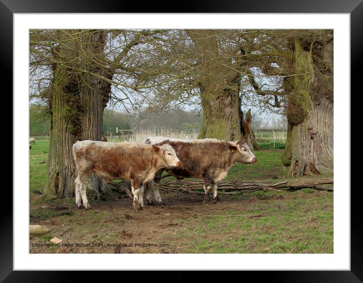 Rare breeds cattle at Kentwell, Long Melford, Suffolk. Framed Mounted Print by Peter Bolton