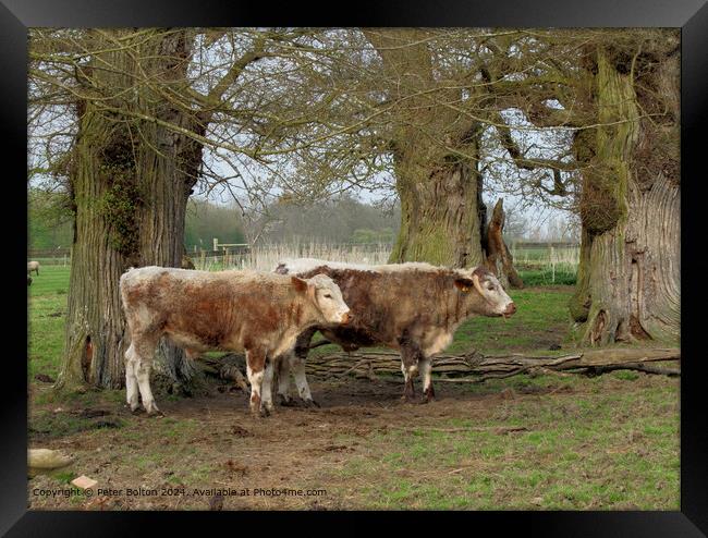 Rare breeds cattle at Kentwell, Long Melford, Suffolk. Framed Print by Peter Bolton