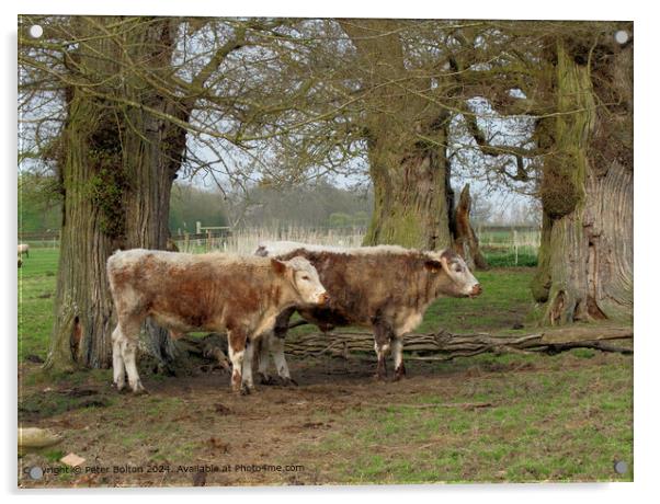 Rare breeds cattle at Kentwell, Long Melford, Suffolk. Acrylic by Peter Bolton