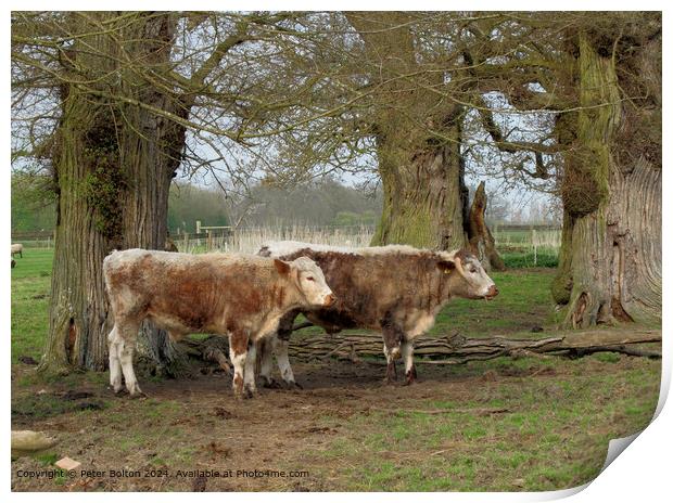 Rare breeds cattle at Kentwell, Long Melford, Suffolk. Print by Peter Bolton