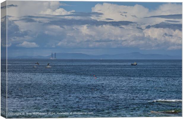 Dolphins in the Moray Firth  Canvas Print by Tom McPherson