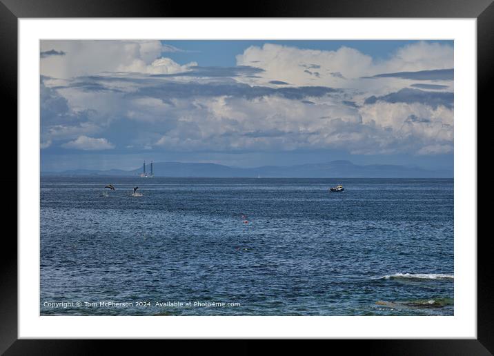 Dolphins in the Moray Firth  Framed Mounted Print by Tom McPherson