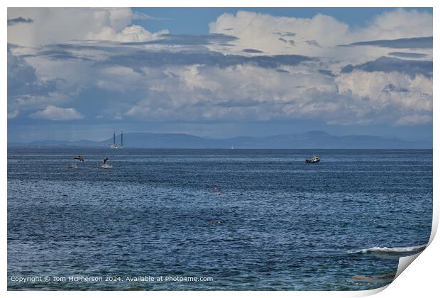 Dolphins in the Moray Firth  Print by Tom McPherson