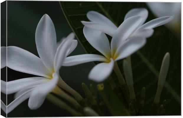 Grown in my backyard. Canvas Print by Poornima Mullur