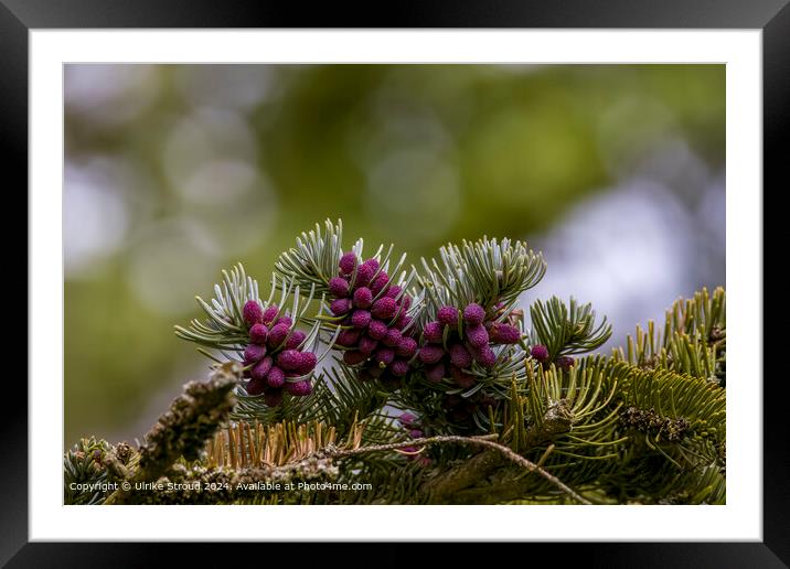 Pinecones in their early stages  Framed Mounted Print by Ulrike Stroud