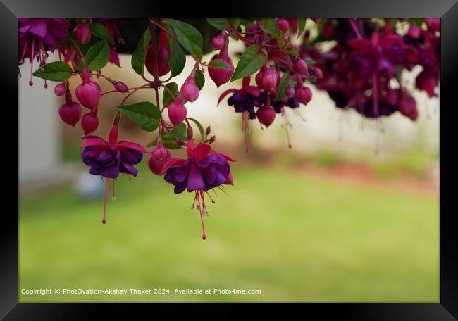 Pink and Purple eye catching colours of Hanging Fascia flowers Framed Print by PhotOvation-Akshay Thaker