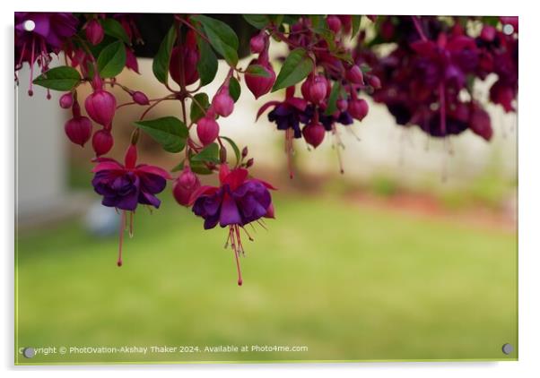 Pink and Purple eye catching colours of Hanging Fascia flowers Acrylic by PhotOvation-Akshay Thaker