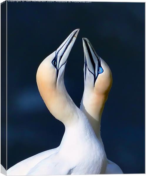 Gannets mating display Canvas Print by Tom McPherson