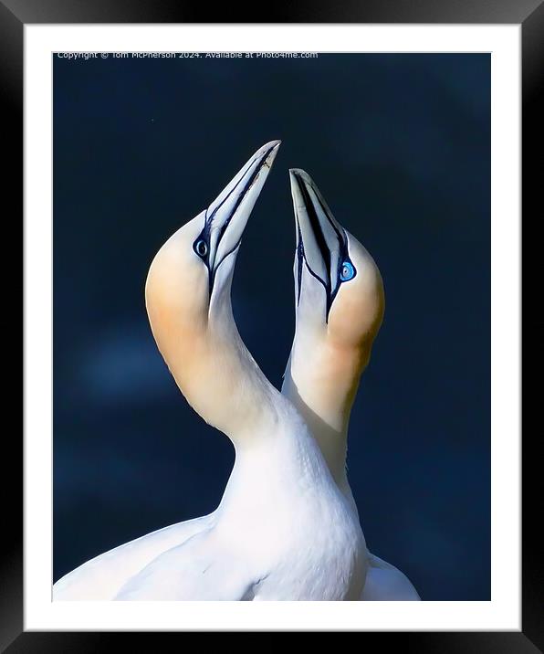 Gannets mating display Framed Mounted Print by Tom McPherson