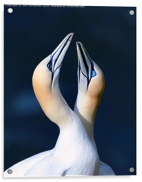Gannets mating display Acrylic by Tom McPherson