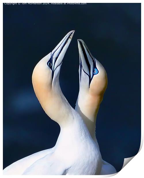Gannets mating display Print by Tom McPherson