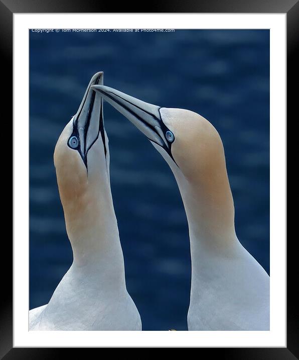Gannets mating display.  Framed Mounted Print by Tom McPherson