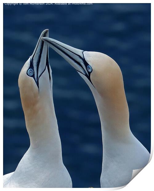Gannets mating display.  Print by Tom McPherson