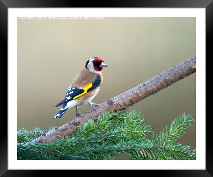 The European goldfinch  Framed Mounted Print by Tom McPherson