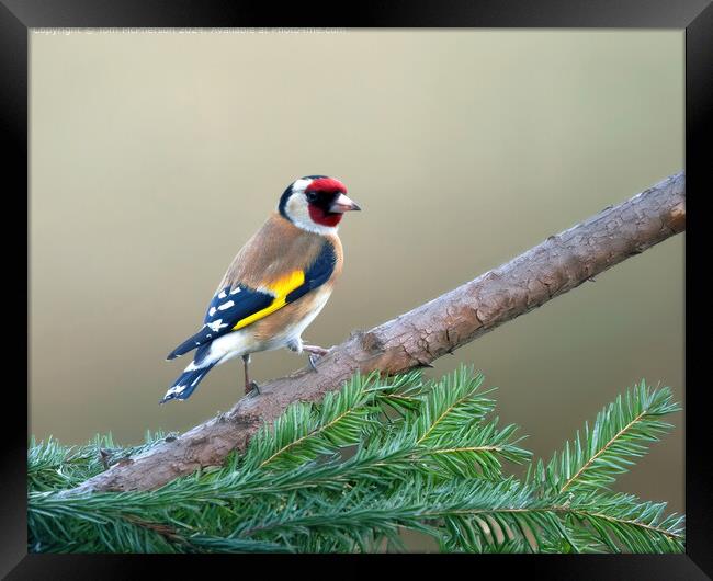 The European goldfinch  Framed Print by Tom McPherson