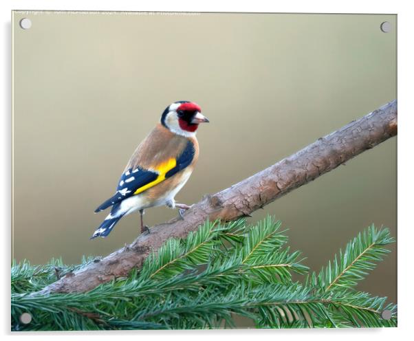 The European goldfinch  Acrylic by Tom McPherson