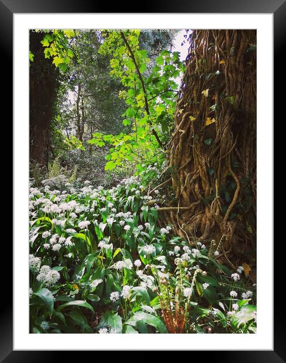 Nature at its best. Spring overload Framed Mounted Print by Alicia Alonso