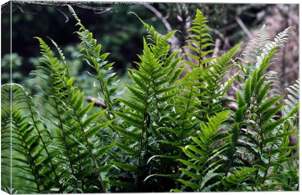The ferns   Canvas Print by Tom McPherson
