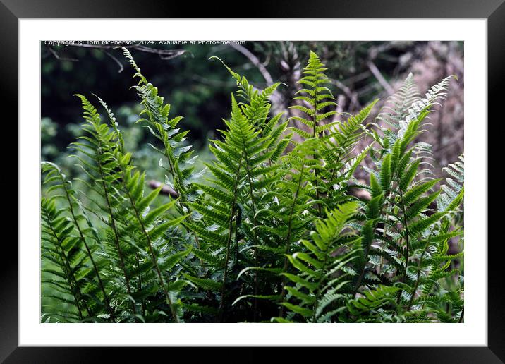 The ferns   Framed Mounted Print by Tom McPherson