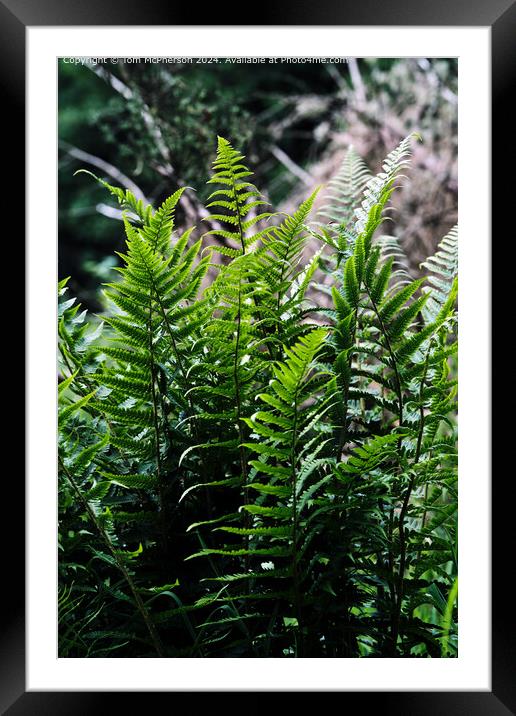  ferns  Framed Mounted Print by Tom McPherson