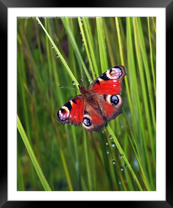 The Peacock Butterfly  Framed Mounted Print by Tom McPherson