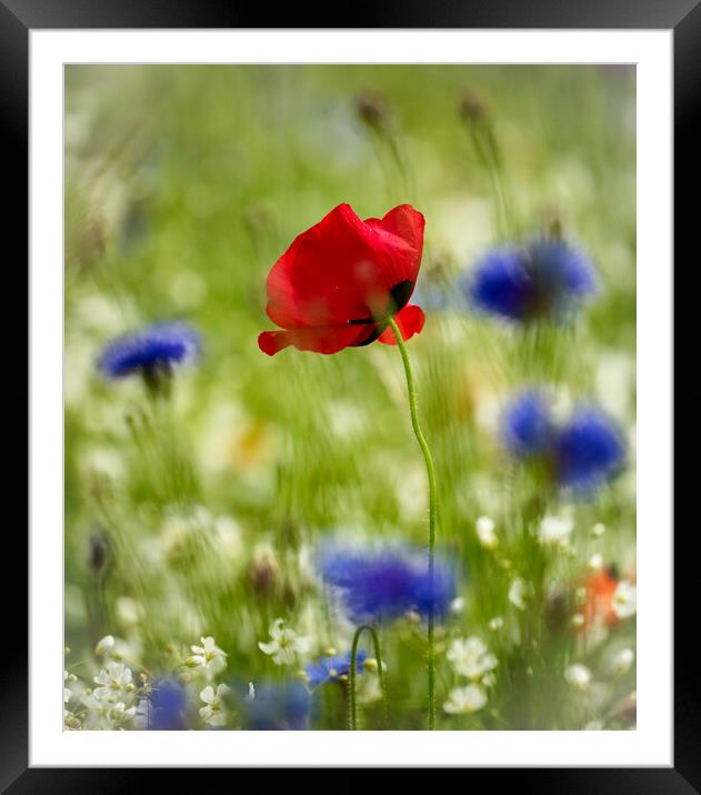 wind blown  Poppy and  Corn flowers  Framed Mounted Print by Simon Johnson