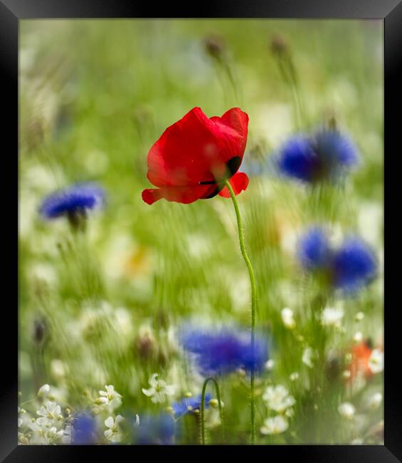 wind blown  Poppy and  Corn flowers  Framed Print by Simon Johnson