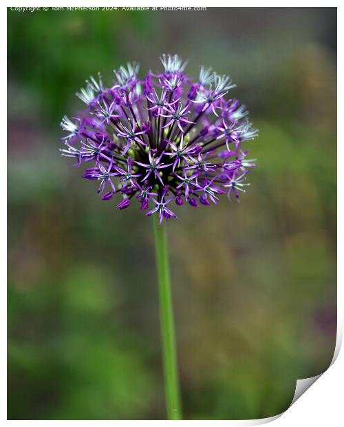 Allium Macro Image Print by Tom McPherson