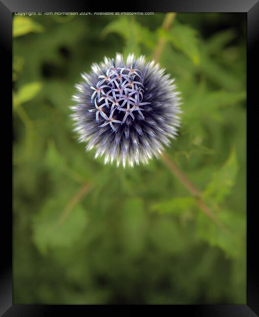 Allium Macro Image Framed Print by Tom McPherson
