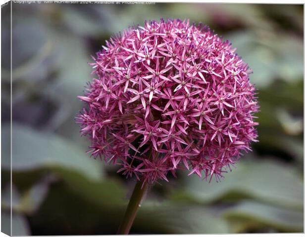 Allium Macro Photograph Canvas Print by Tom McPherson