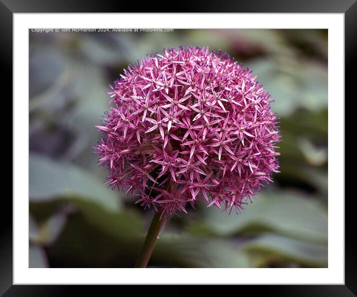 Allium Macro Photograph Framed Mounted Print by Tom McPherson