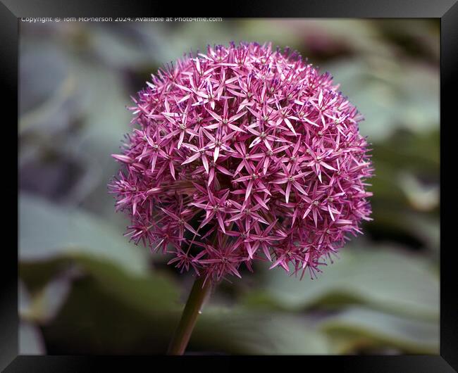 Allium Macro Photograph Framed Print by Tom McPherson