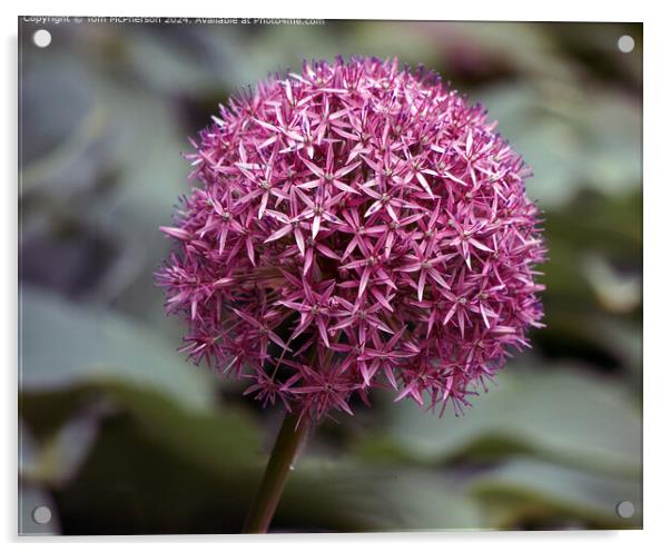 Allium Macro Photograph Acrylic by Tom McPherson