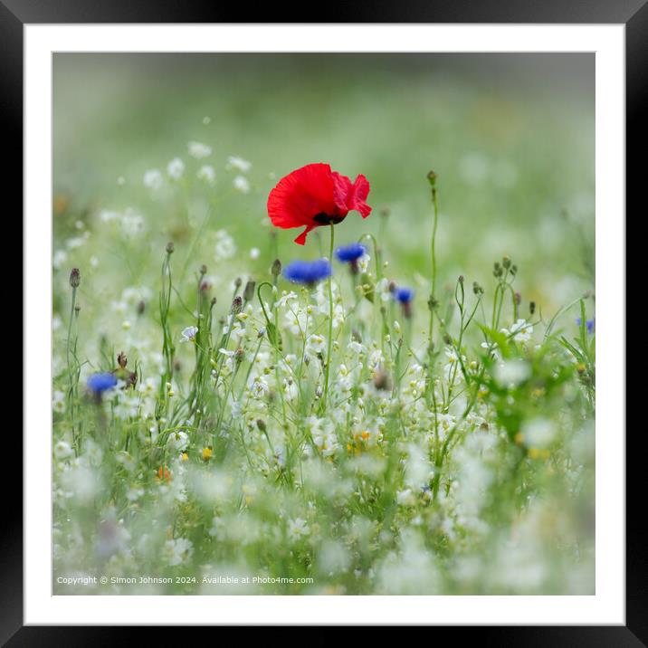 Summer r meadow with Poppy  and  Corn flowers  Framed Mounted Print by Simon Johnson