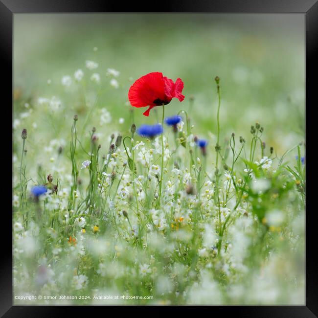 Summer r meadow with Poppy  and  Corn flowers  Framed Print by Simon Johnson