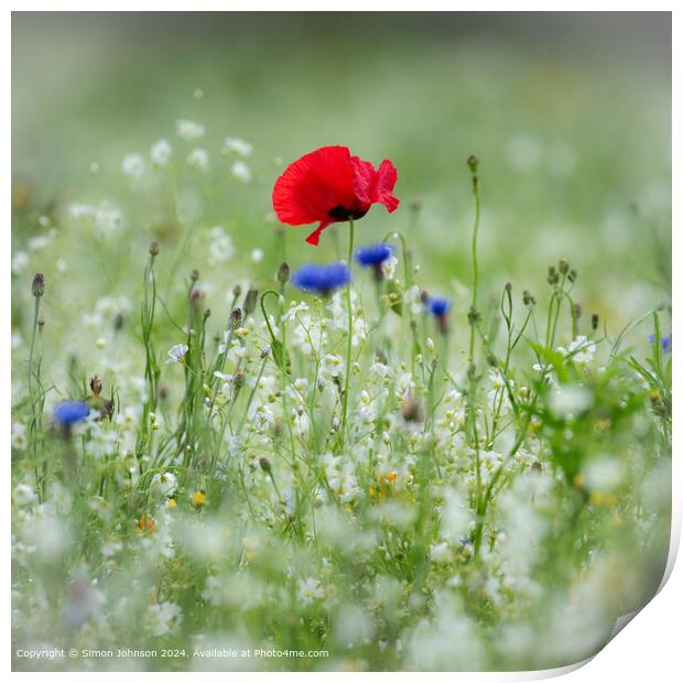 Summer r meadow with Poppy  and  Corn flowers  Print by Simon Johnson