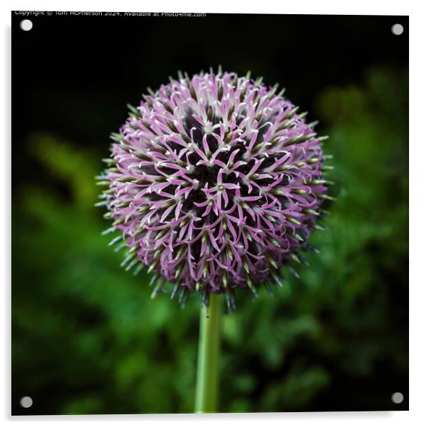 The Allium Plant Macro Acrylic by Tom McPherson