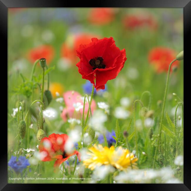 Summer Wild flower meadow with Poppies  Corn flowers and meadow flowers Framed Print by Simon Johnson