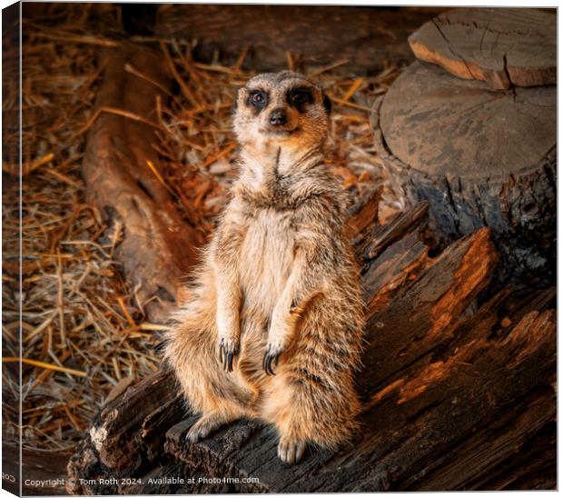 Cheeky Meerkat looking straight into the camera Canvas Print by Tom Roth