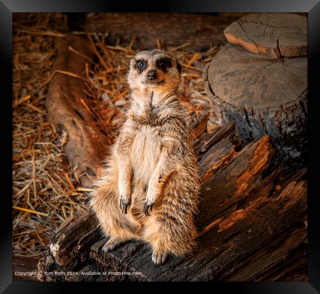 Cheeky Meerkat looking straight into the camera Framed Print by Tom Roth