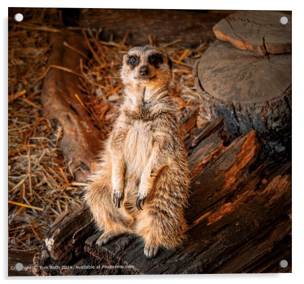 Cheeky Meerkat looking straight into the camera Acrylic by Tom Roth