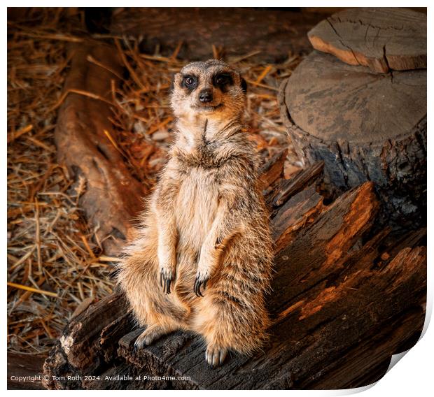 Cheeky Meerkat looking straight into the camera Print by Tom Roth