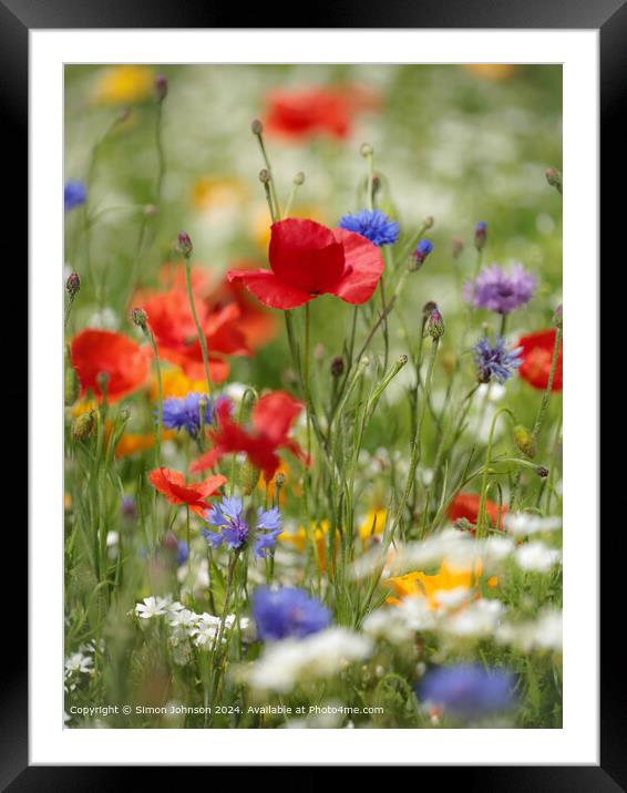 Summer Wild flower meadow with Poppies  Corn flowers and meadow flowers Framed Mounted Print by Simon Johnson