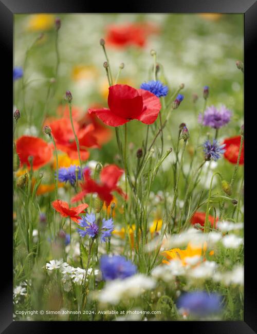 Summer Wild flower meadow with Poppies  Corn flowers and meadow flowers Framed Print by Simon Johnson